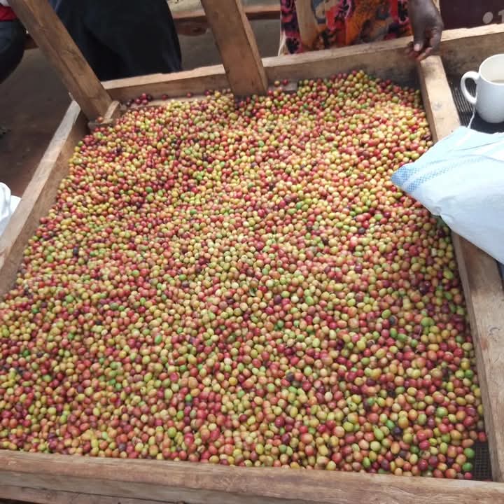 Coffee tour in Sipi