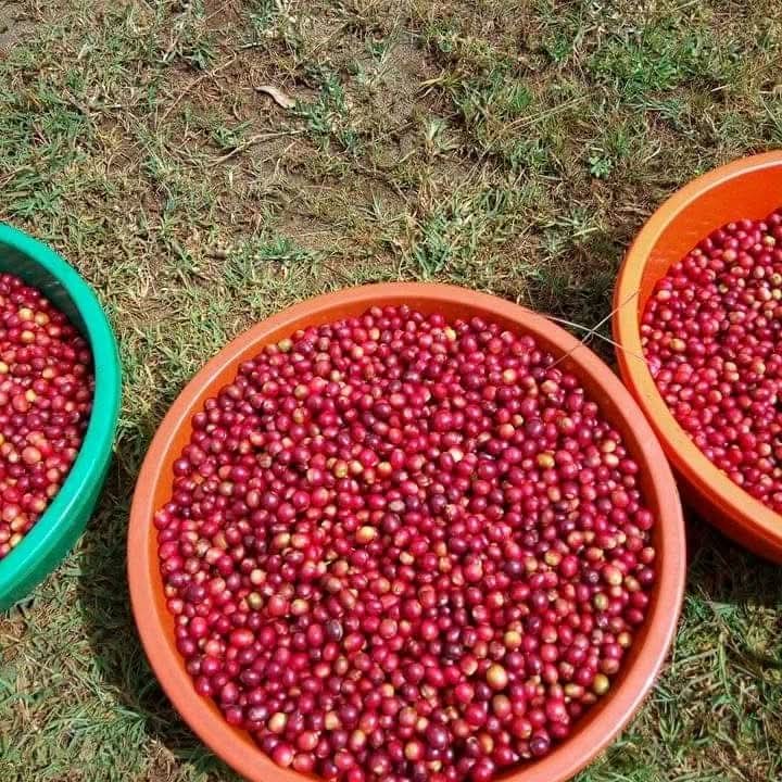 Coffee tree planting activity at Sipi Falls